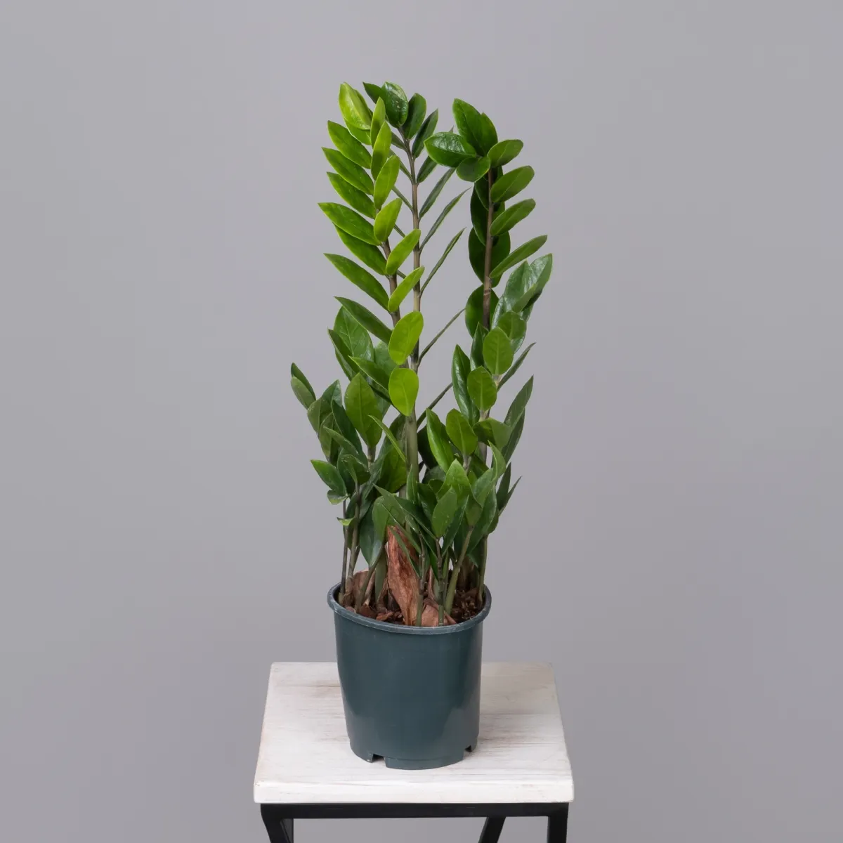 Замиокулкас Лаки_4