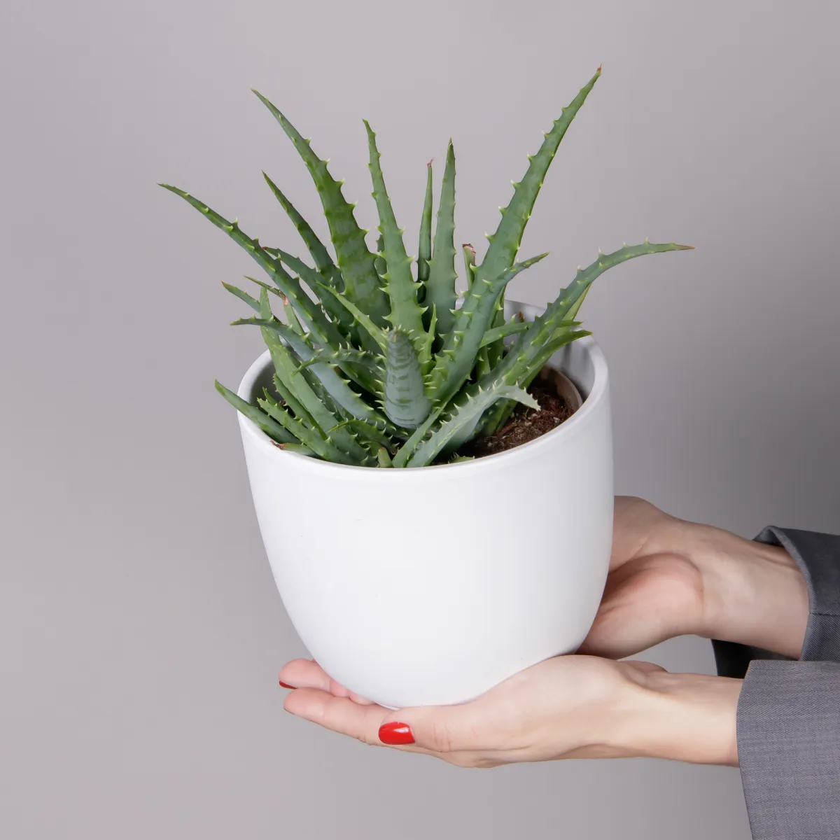 Алоэ Арборинцес_2