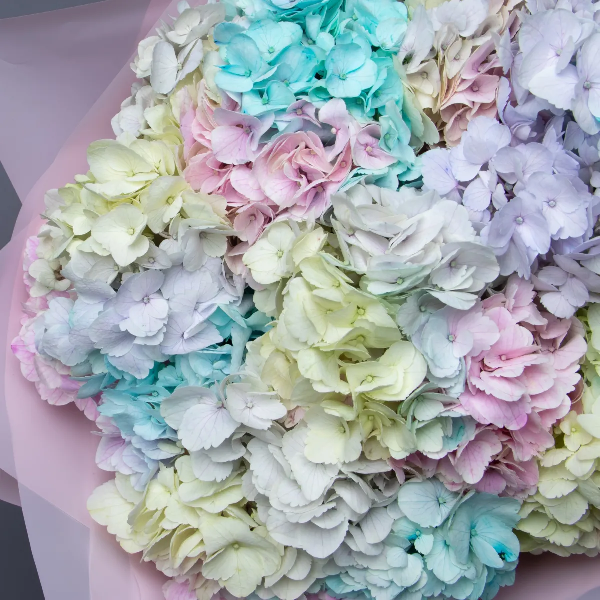 Букет Гидрангия "Рейнбоу Микс"