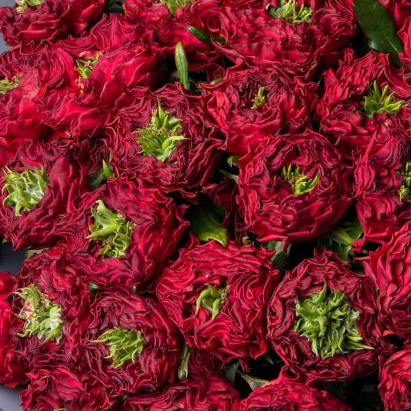 Букет Роза "Ред Ай"_4