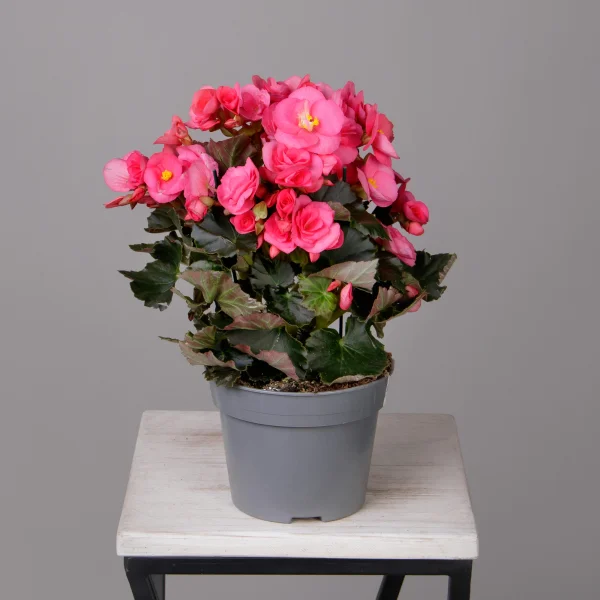 Бегония элатиор Адония (Розовая)_4