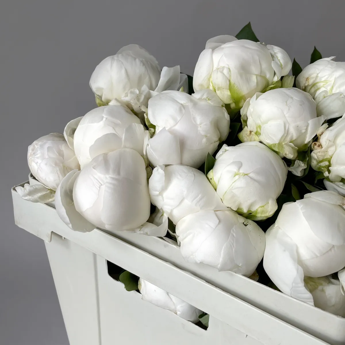 Пион "Клейд Тайн"_3