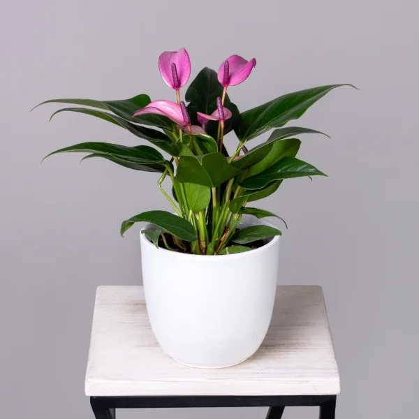 Антуриум андрианум Беби Пепл К_1