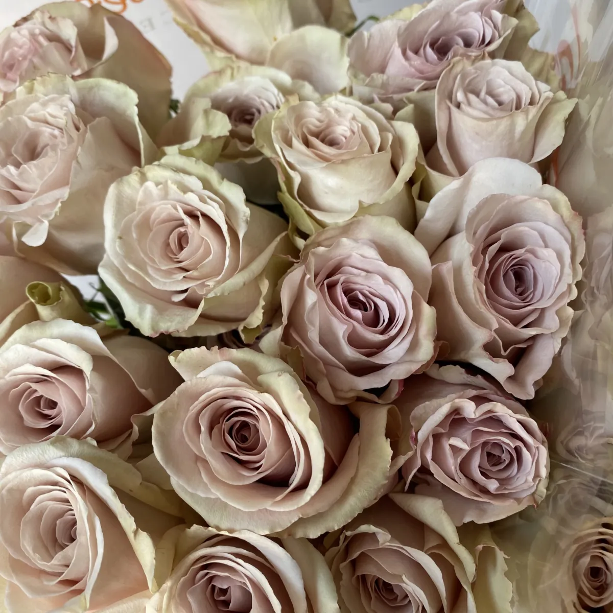 Роза "Квик Санд" 3