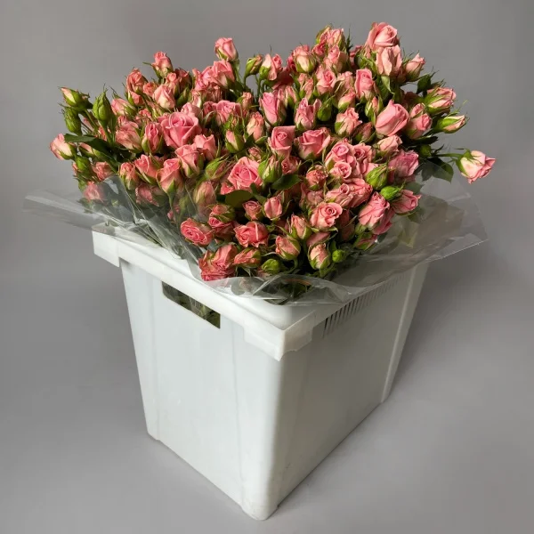 Роза_кустовая "Одилия"