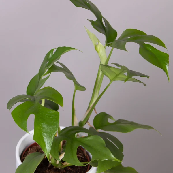 Монстера Минима_3