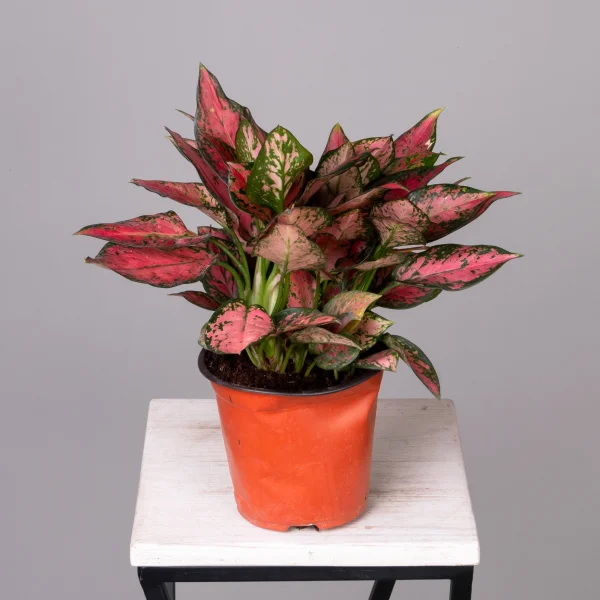 Аглаонема Ред Энджел К_4