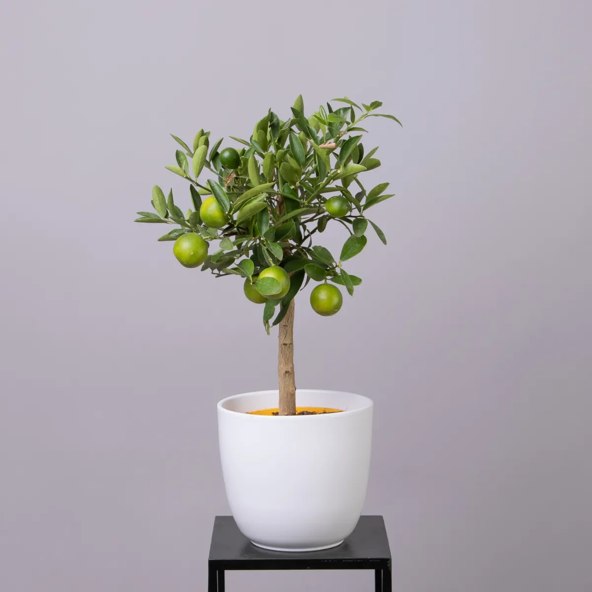 Цитрофортунелла Лимон Штамбовый