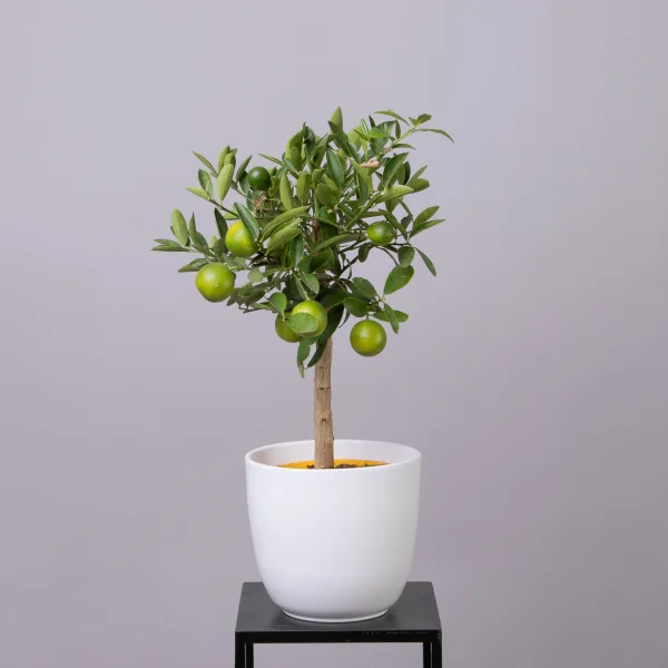 Цитрофортунелла Лимон Штамбовый