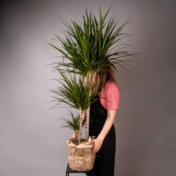 Драцена Маргината 3-4ст