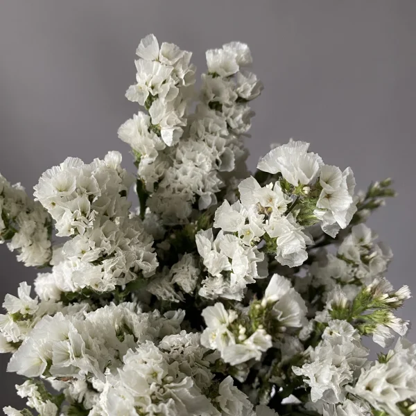 Статица "Белая"