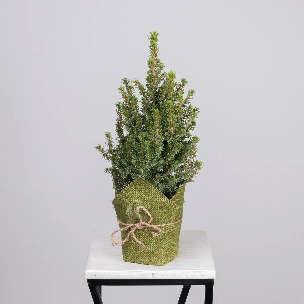 Ель Коника в джуте (цвет микс) _4