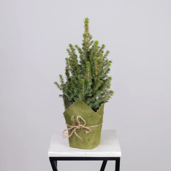 Ель Коника в джуте (цвет микс) _4