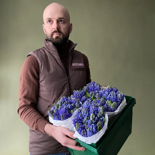 Гиацинт "Блу Стар"