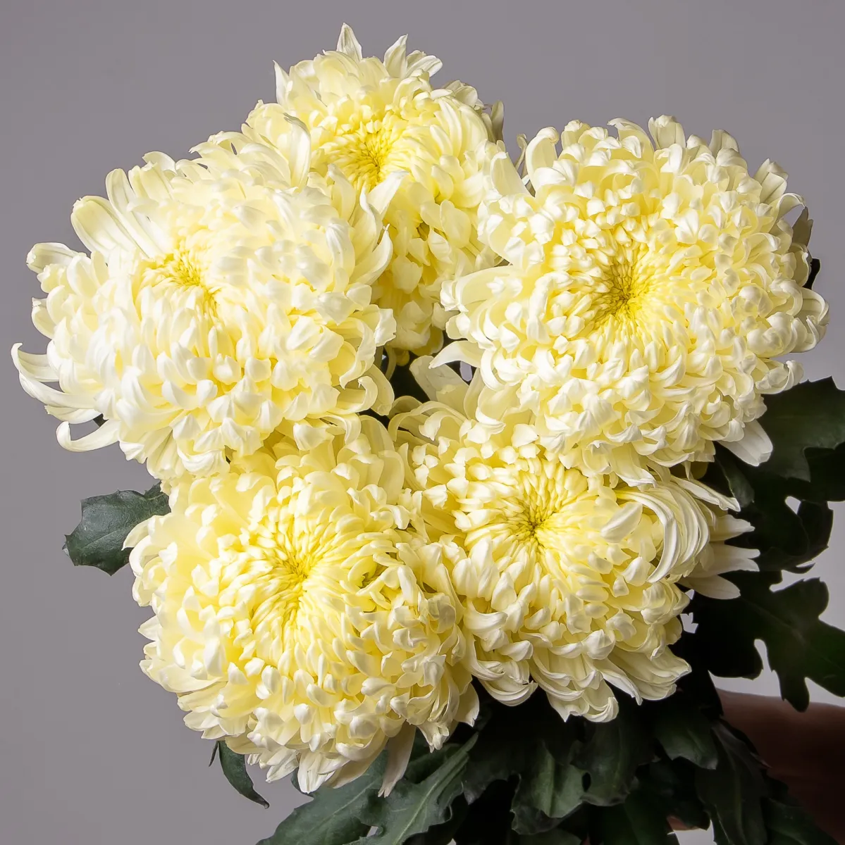 Букет Хризантема одноголовая "Мэй Шусмит"_3
