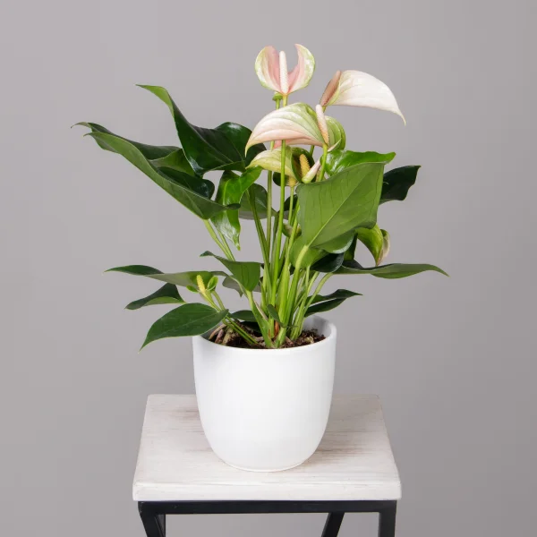 Антуриум андрианум Карма Джоли розовый_1