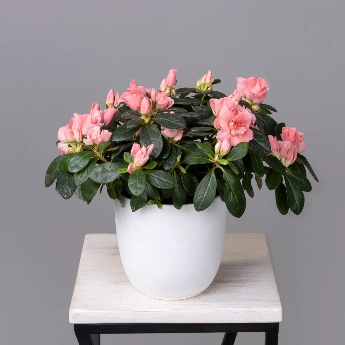 Азалия Тесла Лососевый_1