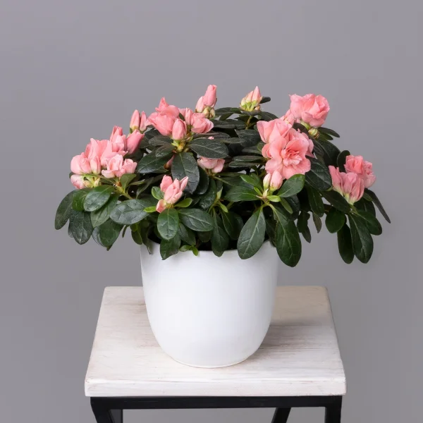 Азалия Тесла Лососевый_1