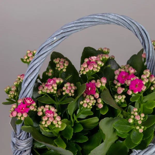 Каланхое Малиновое в Серой корзине_3
