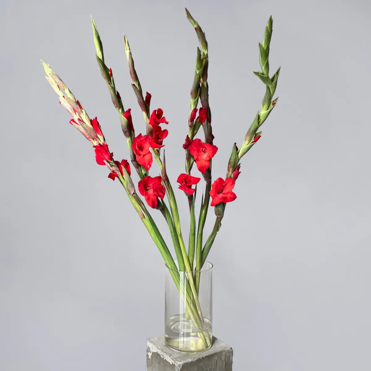Букет Гладиолус "Ред Баланс"_3