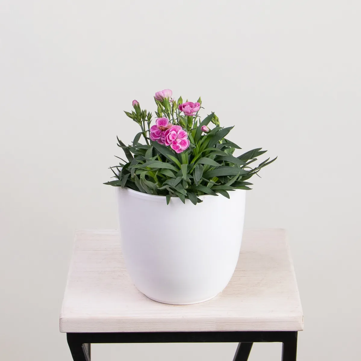 Гвоздика малиновая1