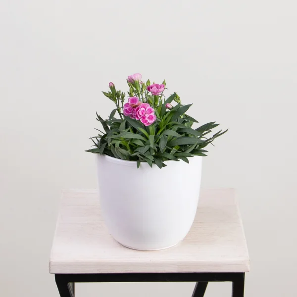 Гвоздика малиновая1