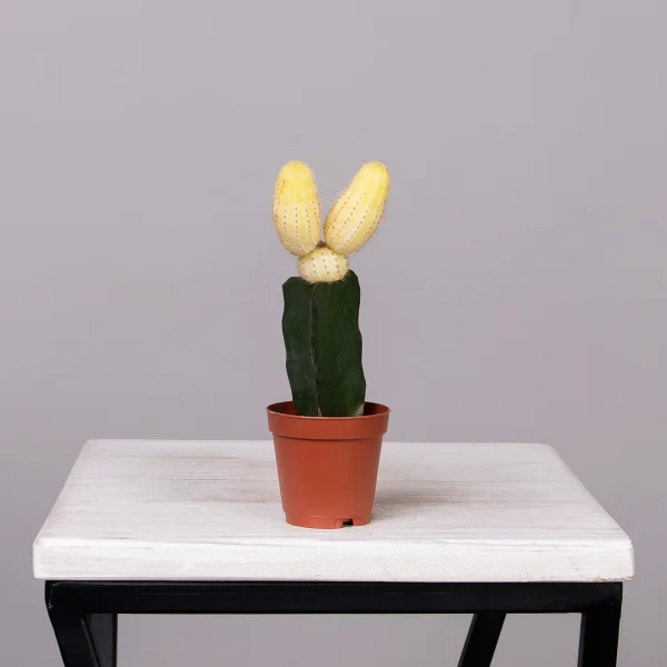 Гимнокалициум Желтый_4