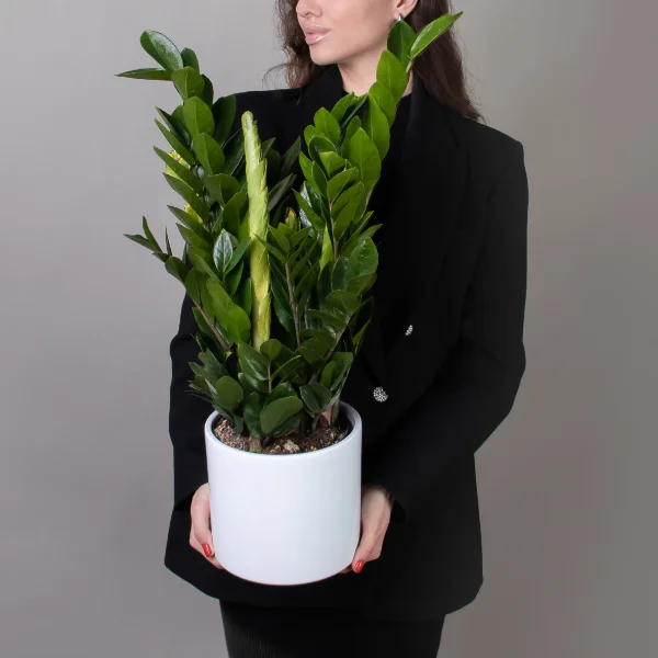 Замиокулкас Замифолия_2