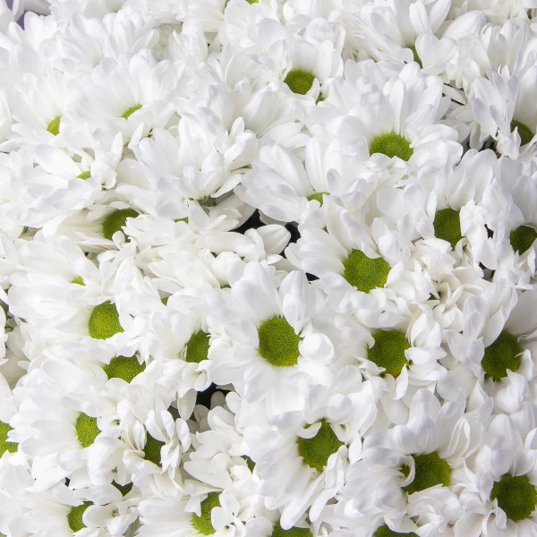 Флористический букет "Огромный букет из хризантемы"_4