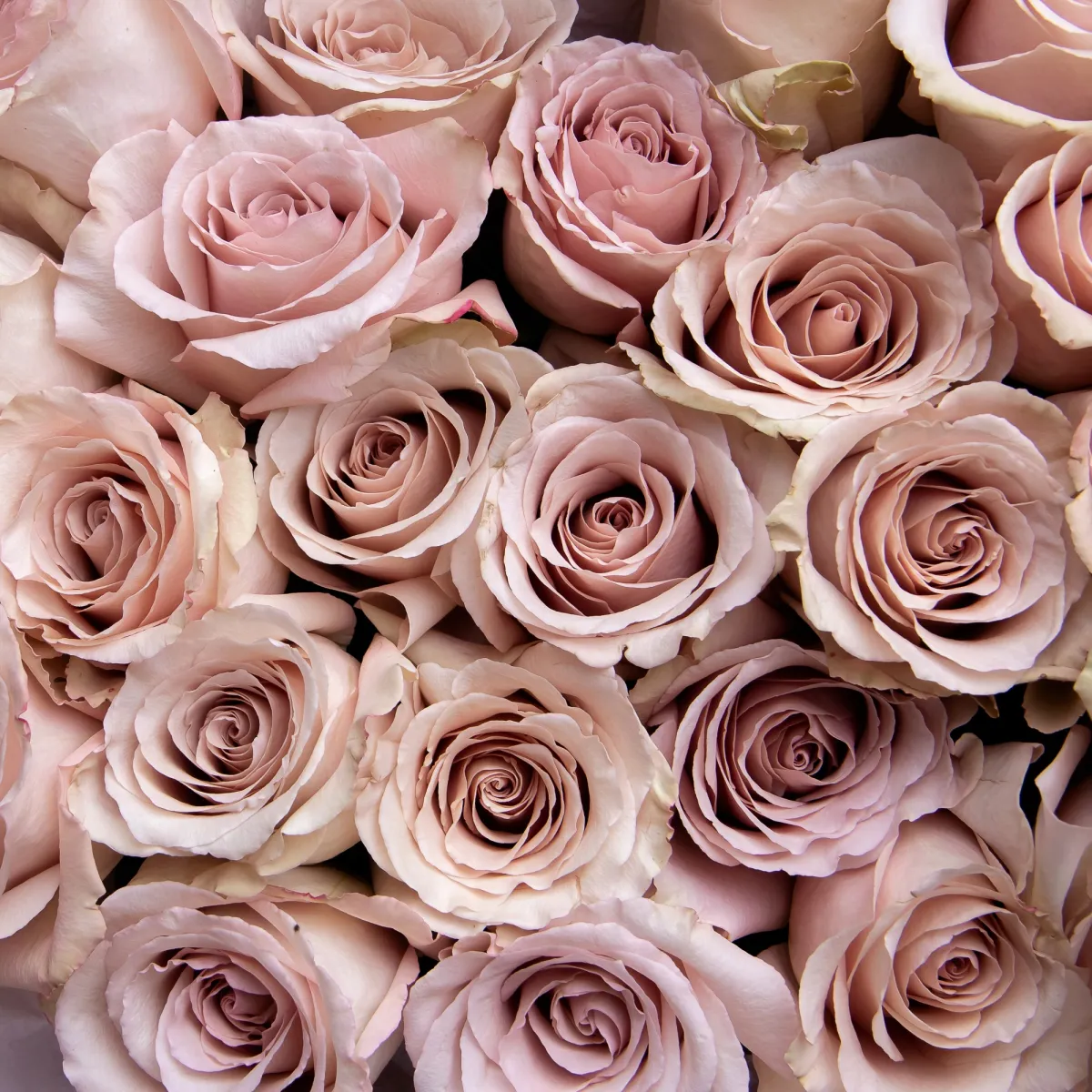 Букет Роза "Квик Санд" 4