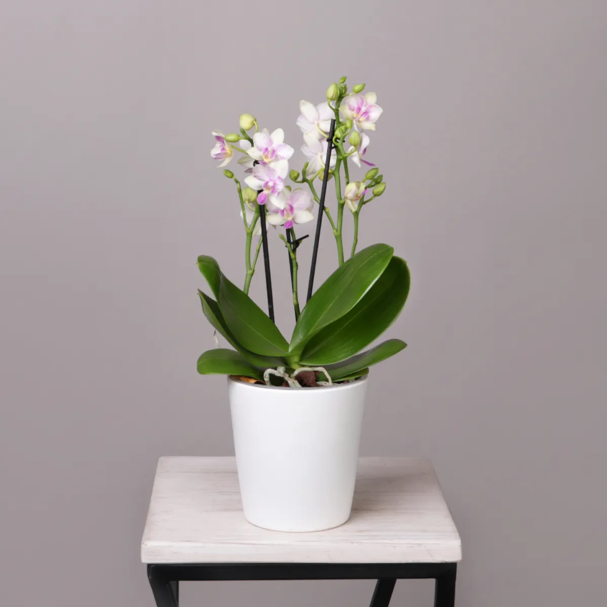 Фаленопсис Блоссом Блисс 3-4 ст_1