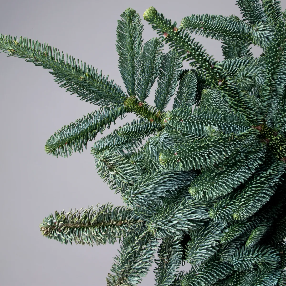 Букет Нобилис "Зеленый"_3