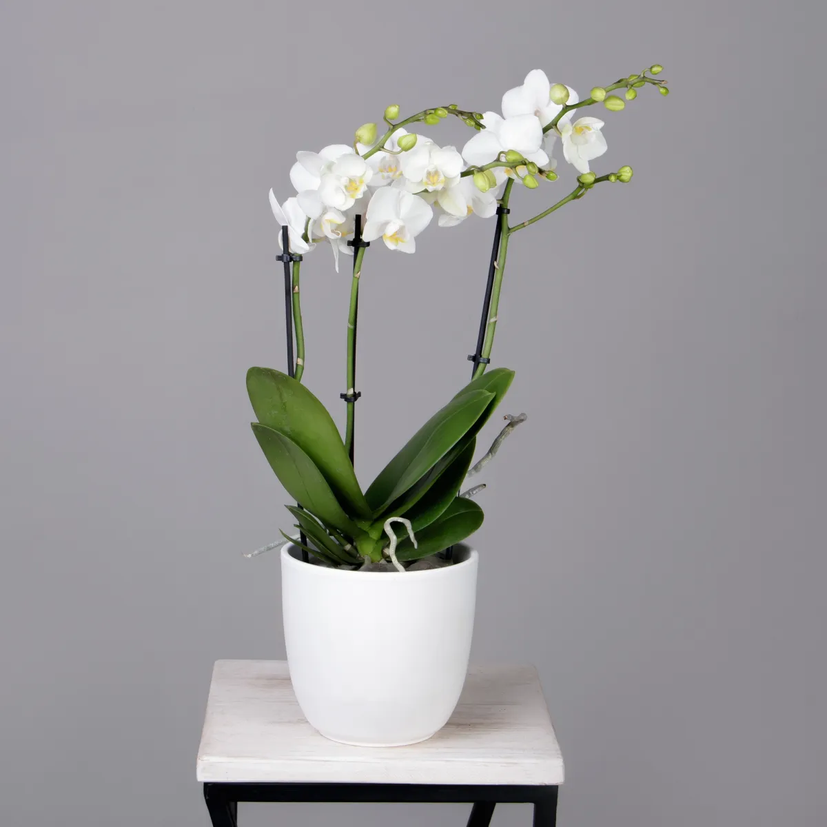 Фаленопсис Белый 3 ст_1