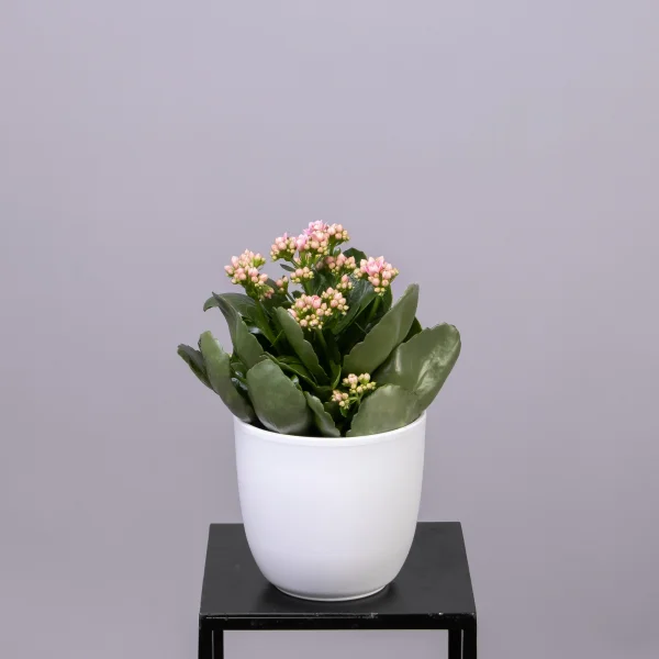 Каланхое Розовое