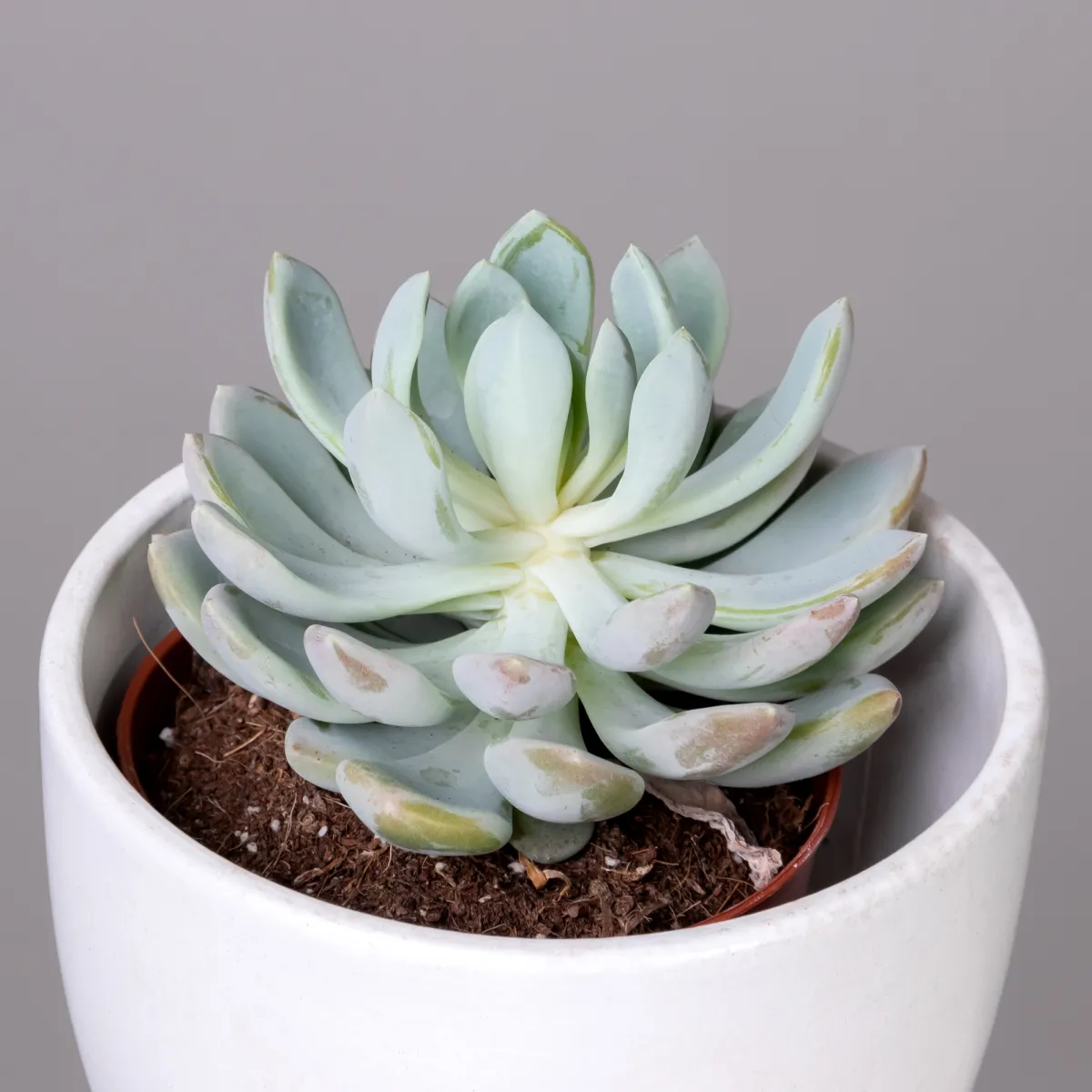 Эхеверия Элеганс_3