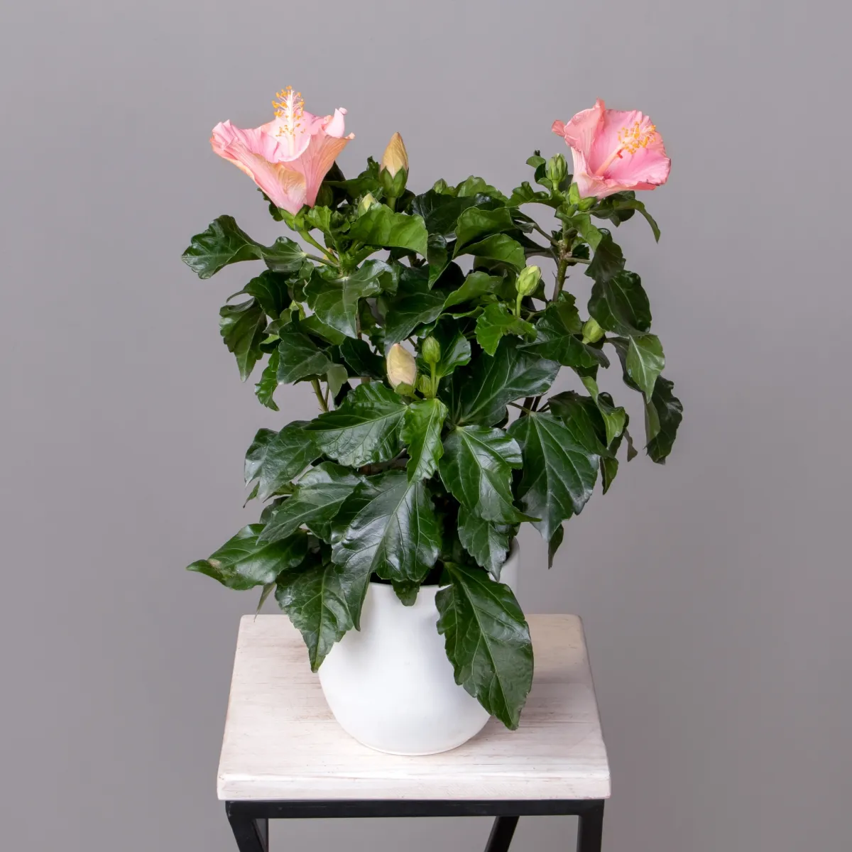 Гибискус Гейша (светло-розовый)_1