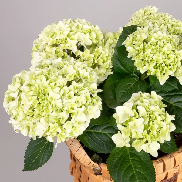 Гидрангия кустовая Белая в Натуральной Корзине_3
