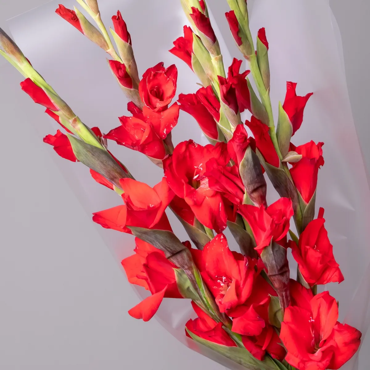 Букет Гладиолус "Ред Баланс"_4