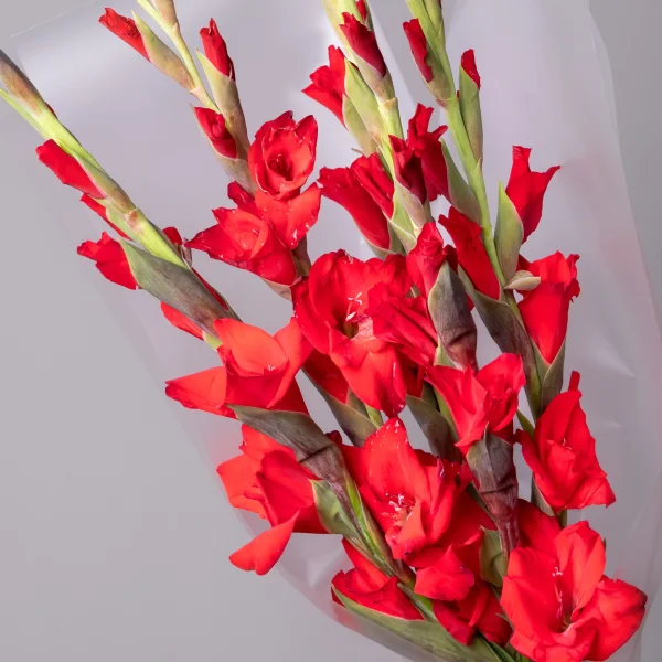 Букет Гладиолус "Ред Баланс"_4