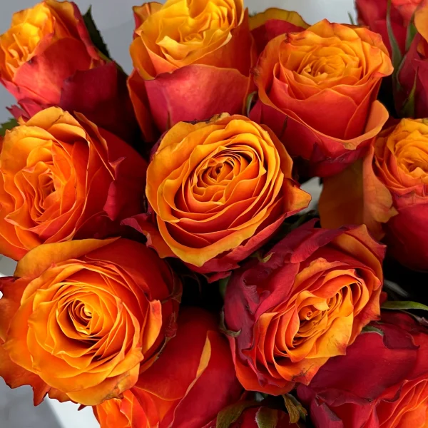 Роза "Магма"_3