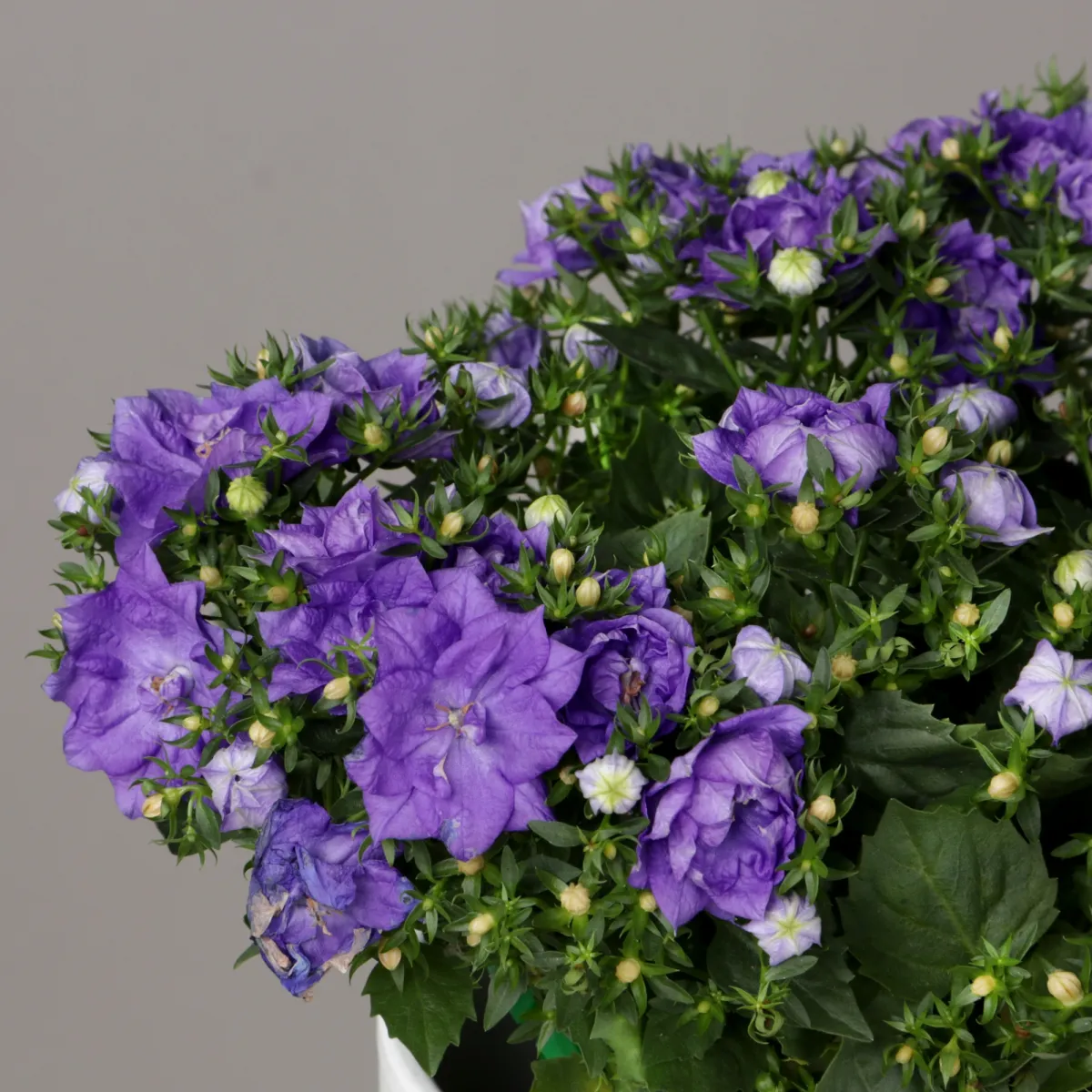 Кампанула Махровая Голубая_3