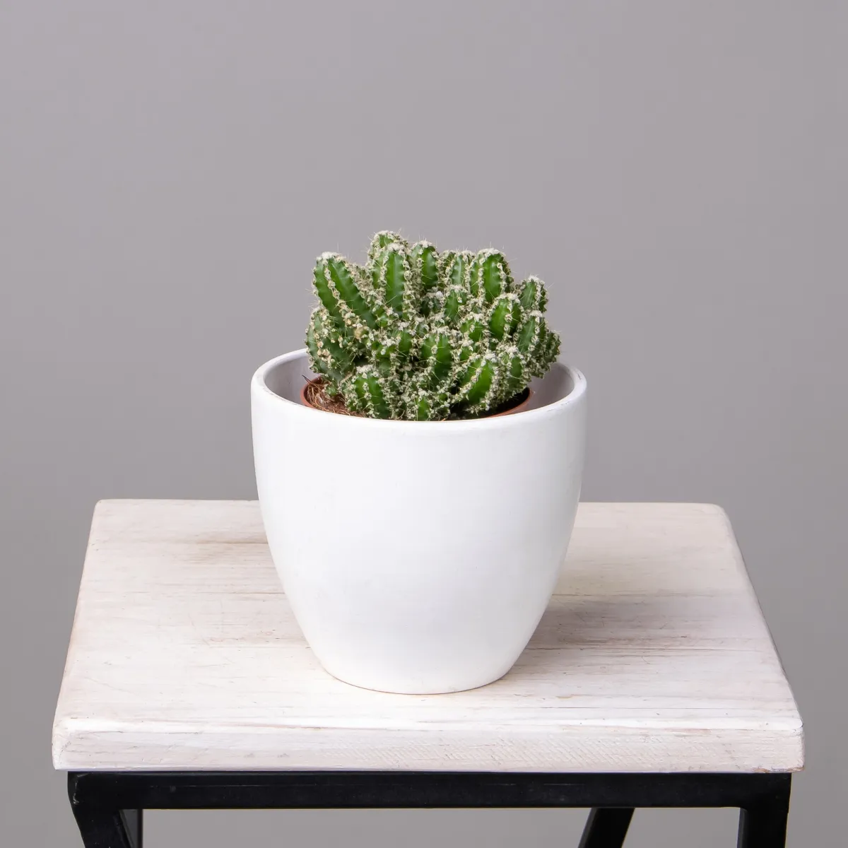 Цереус Флорида_1