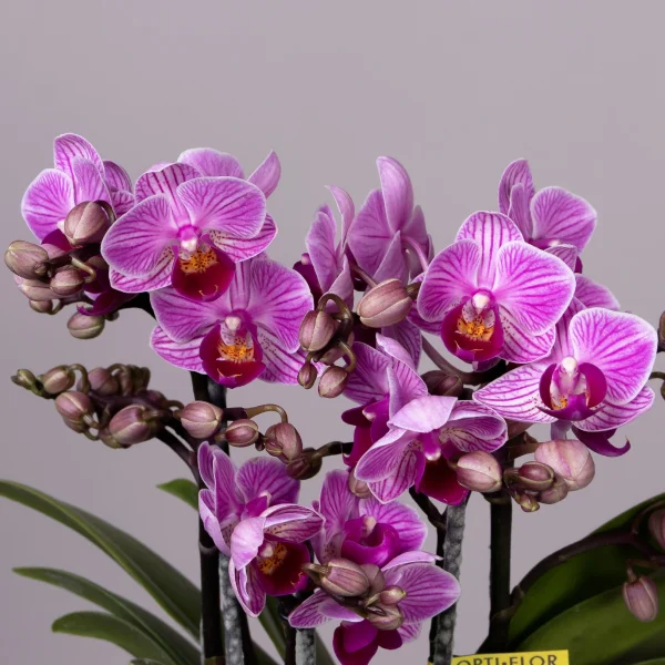 Фаленопсис Букет Сиреневый  в розовой керамике_3