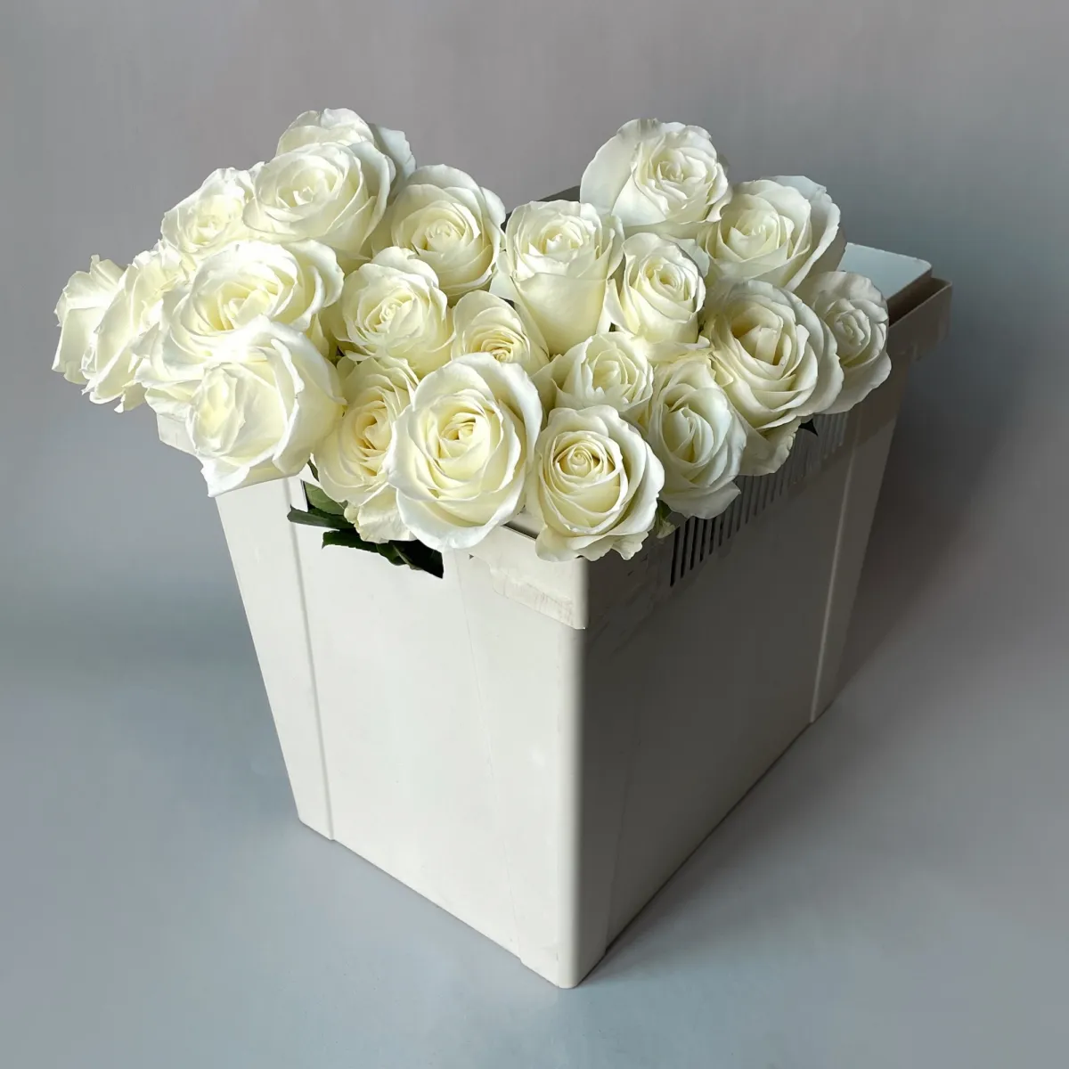 Роза "Тибет"_1