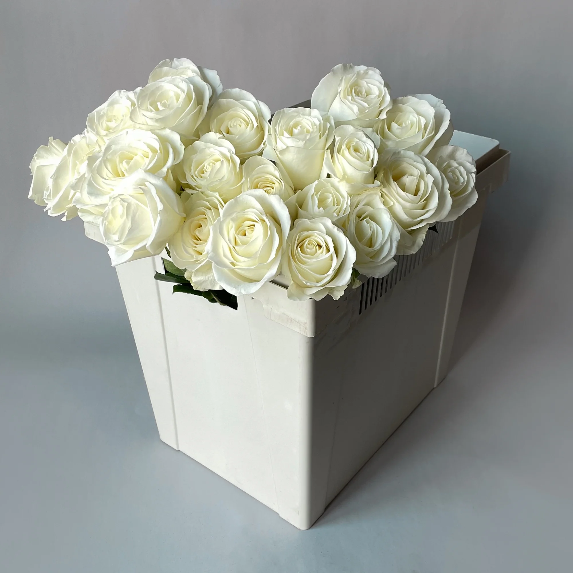 Роза "Тибет"_1