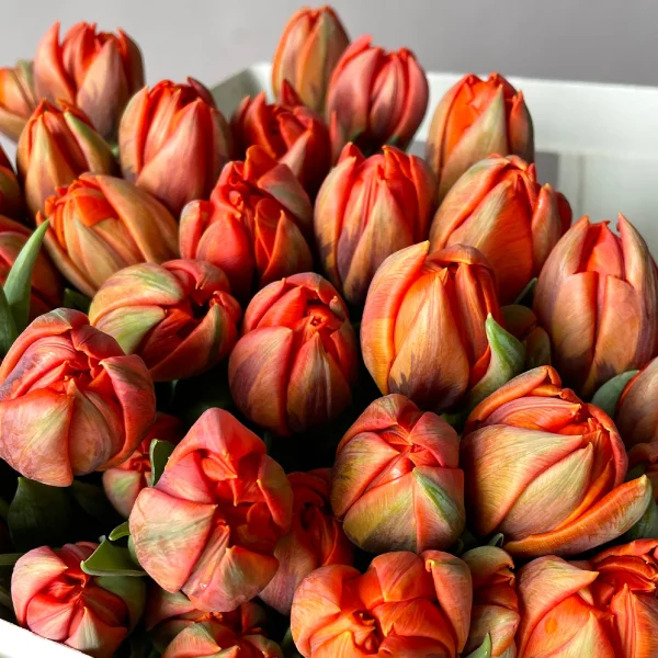 Тюльпан "Эн Эрмитаж"_3