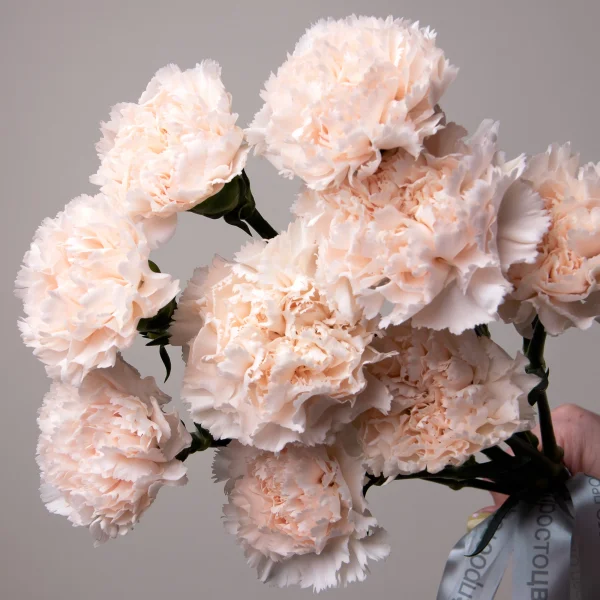 Букет Гвоздика "Шампань"3