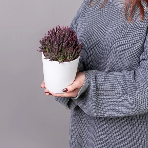 Алоэ Аристата с розовыми кончиками_1