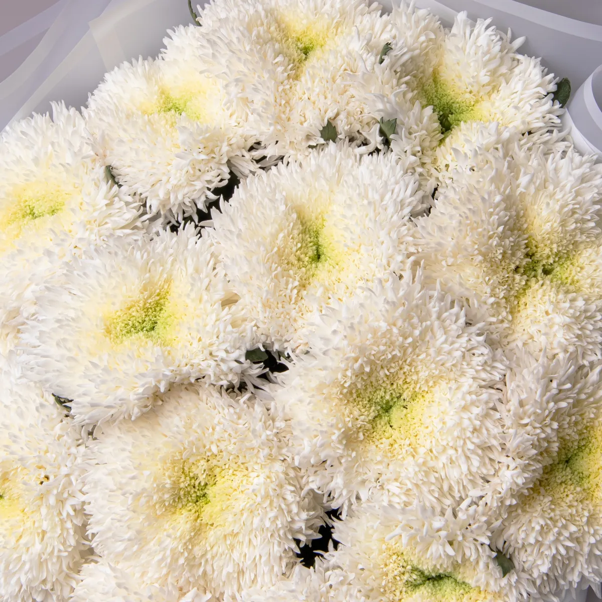 Букет Хризантема одноголовая "Этруско Вайт"_4