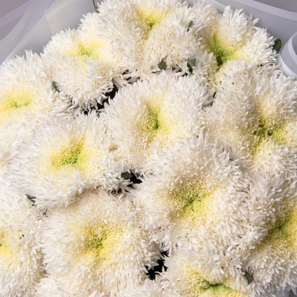 Букет Хризантема одноголовая "Этруско Вайт"_4